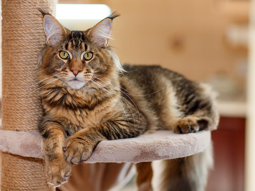 Las Siete Razas De Gatos M s Comunes En Chile Las Siete Razas De Gatos M s Comunes En Chile